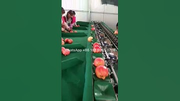 Pomegranate Weight Grader Sorter