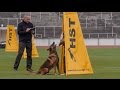 Working Dog FCI IPO World Championships 2014 Malmö, Sweden