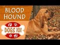 Dogs 101 - BLOOD HOUND - Top Dog Facts About the BLOOD HOUND の動画、YouTube動画。