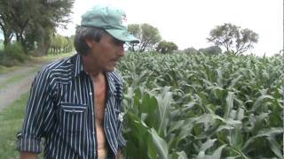Testimonio de Manuel de Jesus Aviña. Loreto, La Barca Jalisco.MPG
