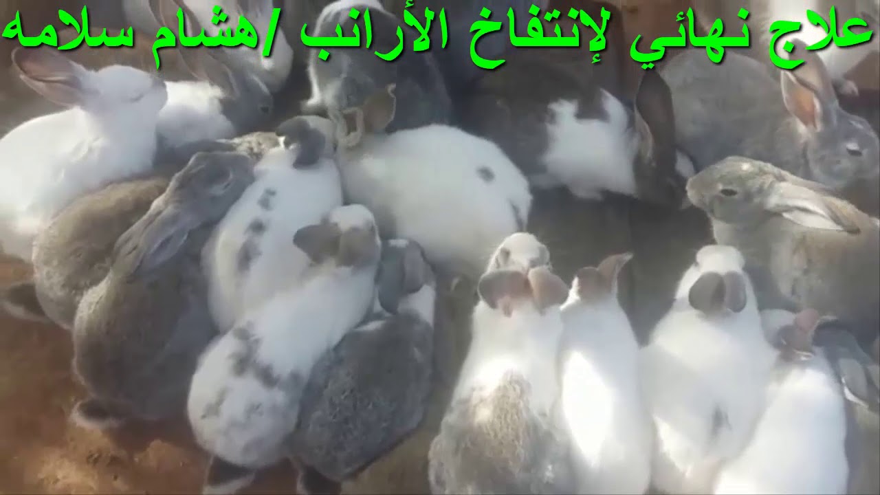 علاج نهائي للانتفاخ الأرانب