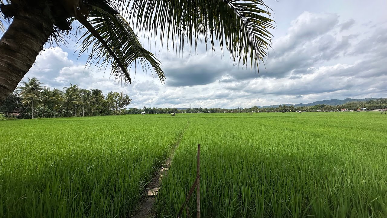 Rumah siap huni pemandangan sawah indah sekali,sudah ada kolam ikan dan sumur bor