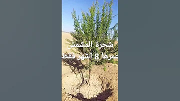 شجرة المشمش 