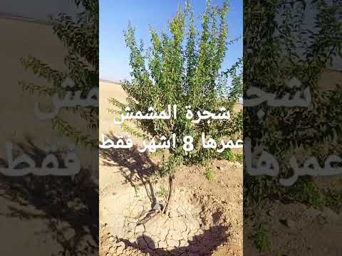 شجرة المشمش 