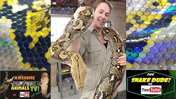 RETICULATED PYTHON - Snake Rescue & Release in BALI - The Snake Dude on YouTube!大きい ニシキヘビ Ular Piton