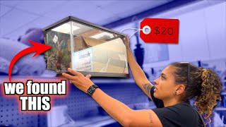How To Make The Cheapest Reptile Setups | Thrifting!