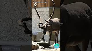 Let The Cat Out Of The Bag