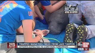 FWC rescues multiple manatees from Lake Tarpon