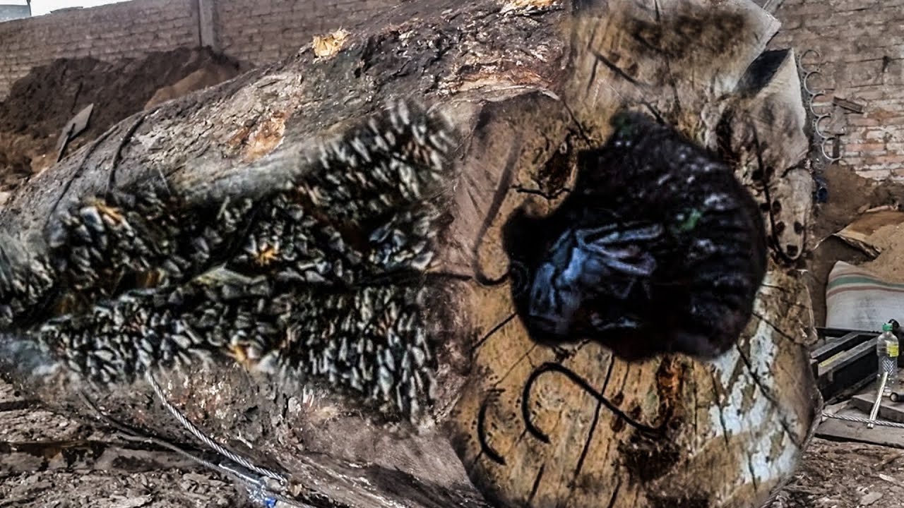 Sawmills in Action ‼ What Happened 513 Seconds Before the Shocking ...