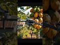 DJI Mavic 3 Pro Disaster! Cakes, Papayas, and a Village Surprise #dronevideo #shorts