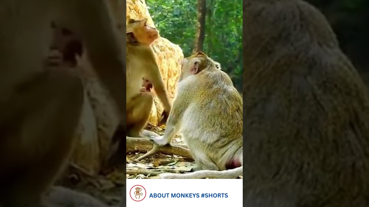Mom monkey grabs her baby back from the kidnapper  