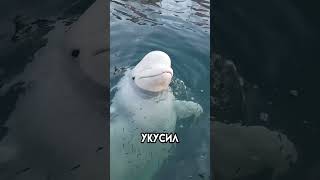 Как выглядит у@ус дельфина? #shorts