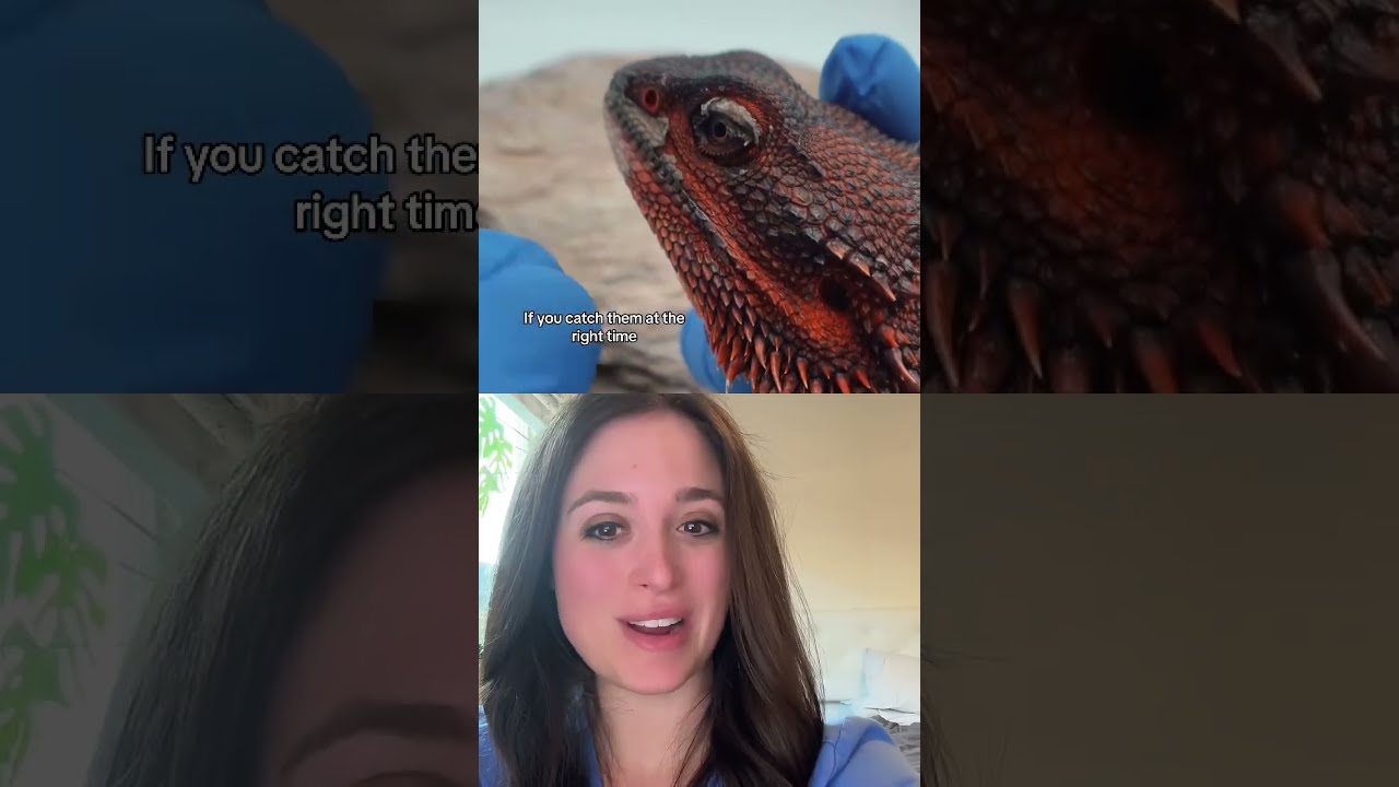 Removing Shed From Bearded Dragon Nose Oddly Satisfying 