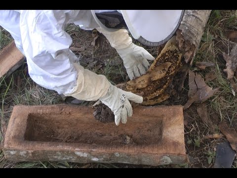 keeping bees away from pool Beekeeping - From Coconut Tree to LOG BEE HIVE!