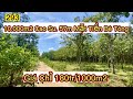 Quý Anh Chị Cùng Em Tham Quan Vườn Cao Su Đẹp Và Rẻ Tại Thiện Hưng, Bù Đốp, Bình Phước Nhé!