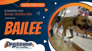 6mo Boxer Rottie Mix Bailee ~ Best Boxer Rottweiler Trainers ~ Off Leash K9 Training Phoenix