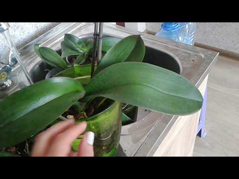 ორქიდეომანია # ორქიდეას მორწყვა ჩაძირვის მეთოდით 1