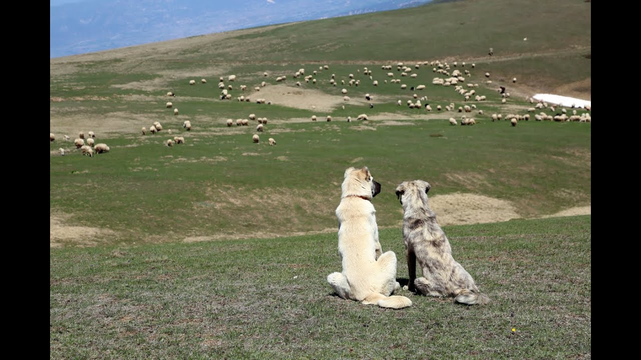 Boğalı Yaylası - Erbaa - Koçak Köyü