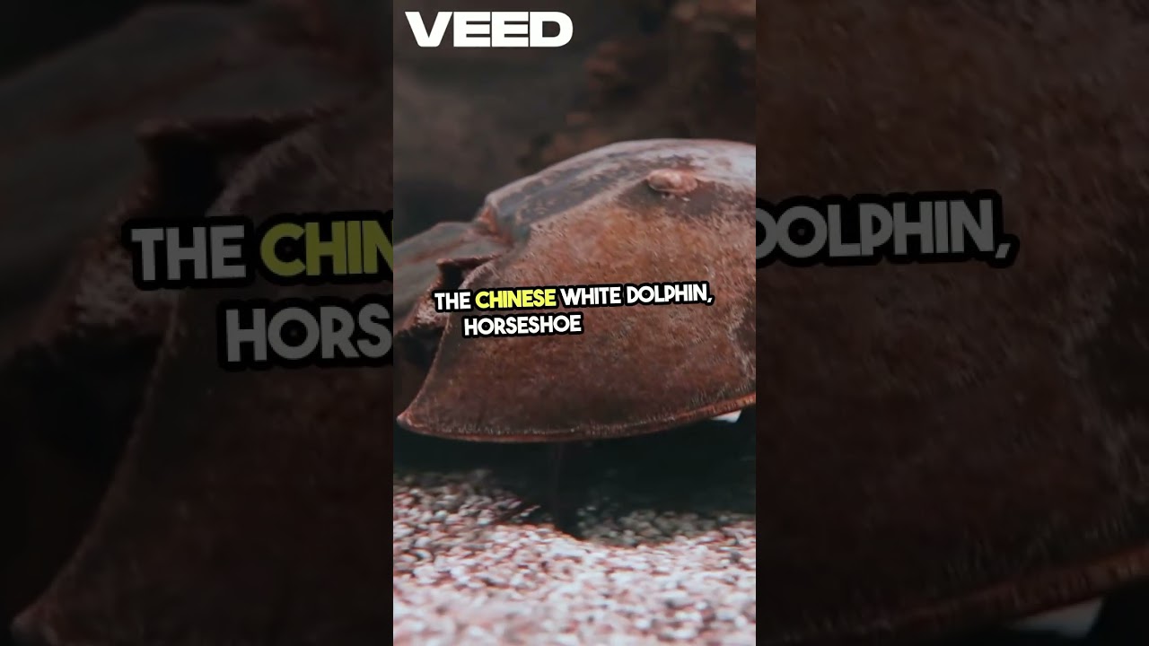 China’s Coastal Seas: Marine Biodiversity Under Threat