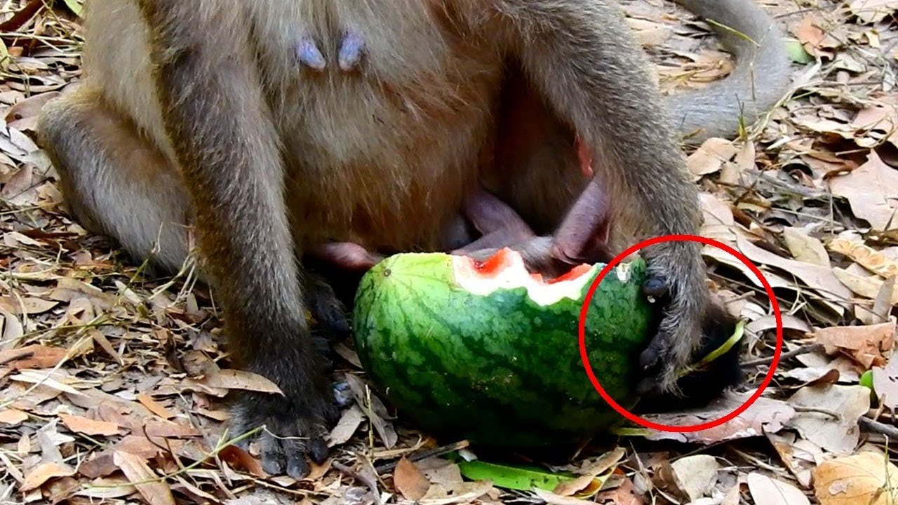 foundry Pity On Newborn Coz Mom Lela Put Watermelon On Newborn Baby crying loudly