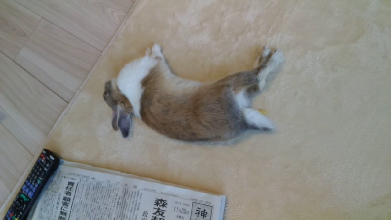 うさぎ 床暖房が気持ちよくてねてしまい おねしょも Rabbit Urinating While Asleep On A Heated Floor Youtube うさぎ 床暖房が気持ちよくてねてしまい おねしょも Rabbit Urinating While Asleep On A Heated Floor Youtube