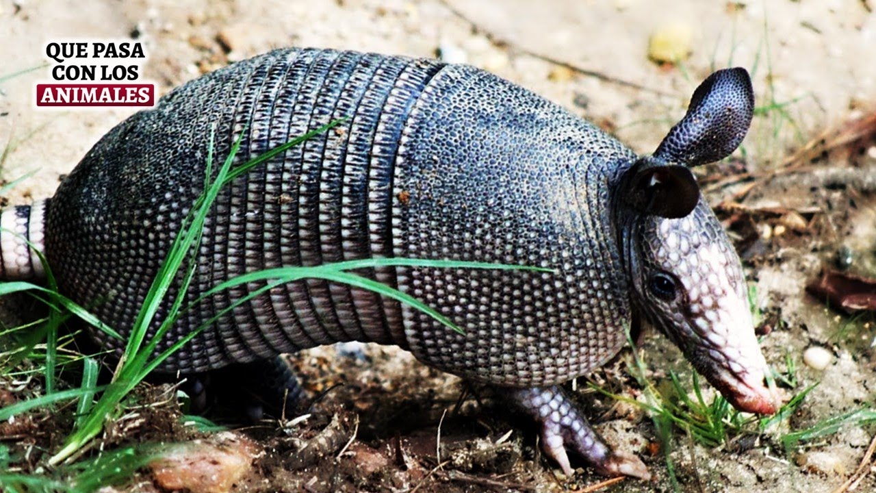 QUE PASA CON LOS ARMADILLOS | Mini documental
