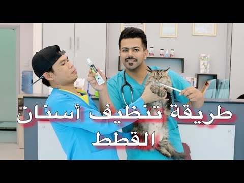 فيديو: كم مرة يجب عليك تنظيف أسنان الكلب وأسنان القطط؟