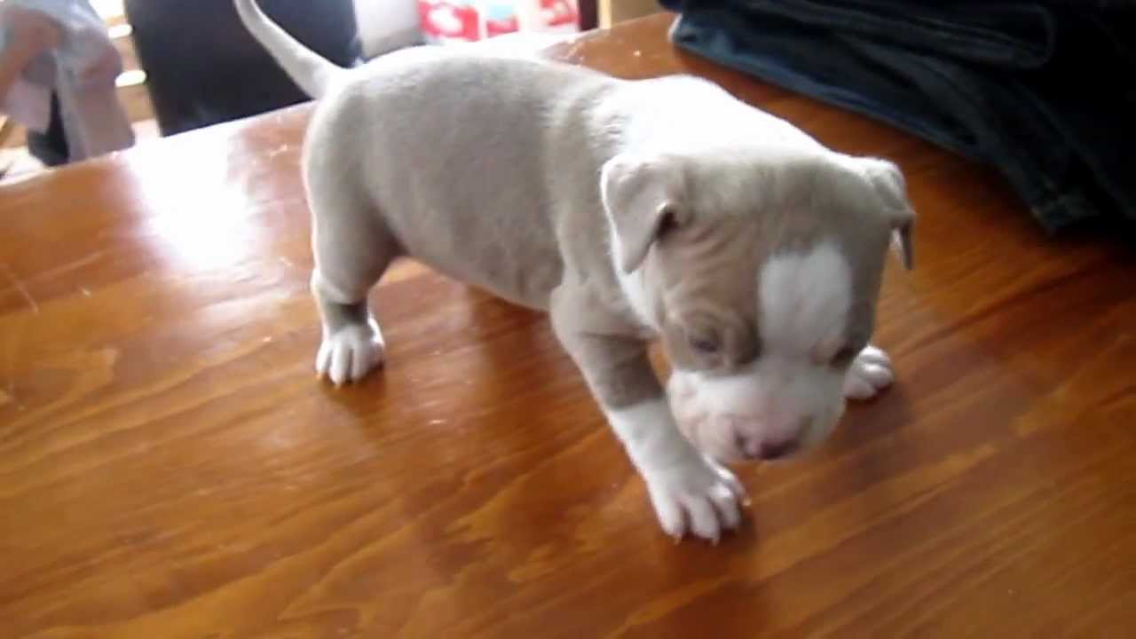 red nose pitbull and blue nose pitbull mix