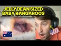 INSIDE a KANGAROOS POUCH! WOW | American reaction