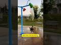 Dog vs. Giant Water Buckets! 💦🐕