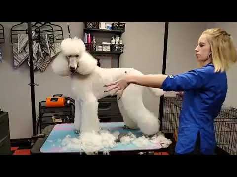 Blake Hernandez & Ashley Pacini - Salon Style Modern Trim - YouTube