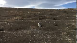 Magellanic penguins guarding their nests on Isla Magdalena