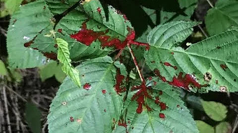 Blood Trailing a Whitetail