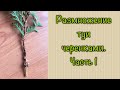 #туя #черенки #житьёбытьё Туи. Размножение туи черенками