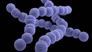 Streptococcus Pyogenes ; Characteristics, Infections, Virulence factors, Transmission, Treatment Streptococcus Pyogenes ; Characteristics, Infections, Virulence factors, Transmission, Treatment