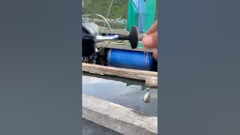 Câu Cá Dò Bằng Cần Ikada Bao Phê Bao Cảm Giác - Dương 91 Đam Mê Câu Kéo