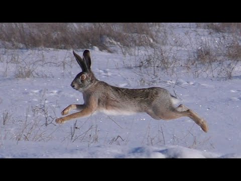 Running hares in slow motion / Бегущие зайцы в замедленной съёмке