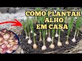 Dicas COMO PLANTAR ALHO em casa#agricultura#agro