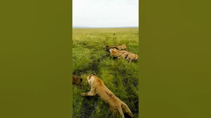 Lioness gets ambushed by pack of Hyenas - DayDayNews