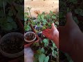 Рассада на веранде!#дача #огород#клубника #garden #shorts