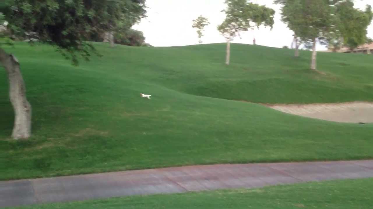 Pancho impazzisce in un campo da golf