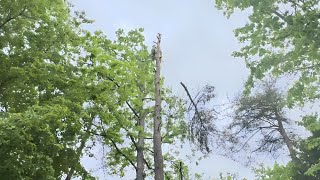 Big Pine Tree Removal: RIGGING, & BIG TOP
