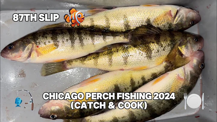 Chicago Perch Fishing 87th Slip 2024 (Catch and Cook) #fishing #fishinglife #fishingvideo