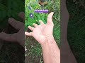 July 23 2025 Three Finger Magic Show Amazing Youtube Short Short July 23 2025 Three Finger Magic Show Amazing Youtube Short Short
