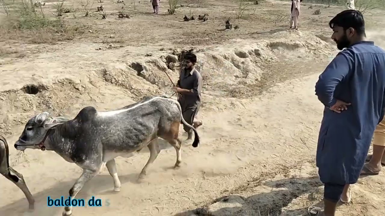 New bull race 22 February 2026 training race phari round ground 195 RB jandawala Faisalabad 