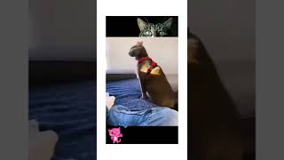 Adorable & funny cats shorts