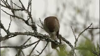 Näktergal sång, Nightingale song, luscinia luscinia  Gothenburg 2025
