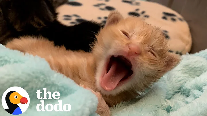 Tiny "Drunken Sailor" Kitten Becomes King Of His House | The Dodo