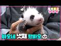 [새롭동물농장] 이 꼬물이 뭐예요..?🖤🐼이제는 육아 고수가 된 아이바오의 육아일기!🍼 / EP.1282 #TV동물농장 #AnimalFarm #SBSstory Mp3 Song