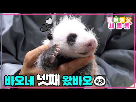 [새롭동물농장] 이 꼬물이 뭐예요..?🖤🐼이제는 육아 고수가 된 아이바오의 육아일기!🍼 / EP.1282 #동물농장 #animalfarm